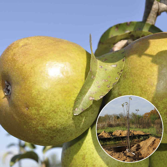 POIRIER BEURRE D´ANJOU AB