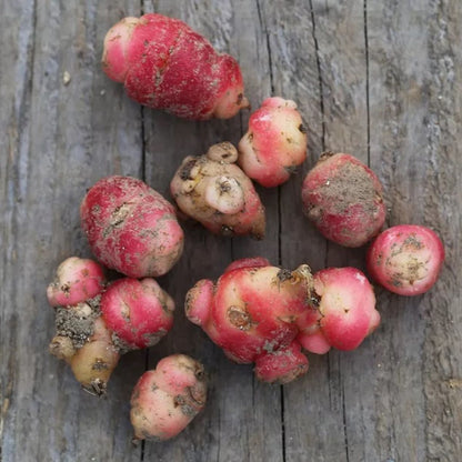 OCA DU PEROU AB - GODET