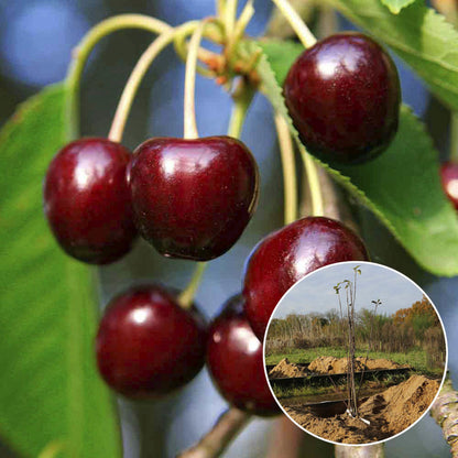 BLACK BIGARREAU CHERRY TREE FROM MECHED AB