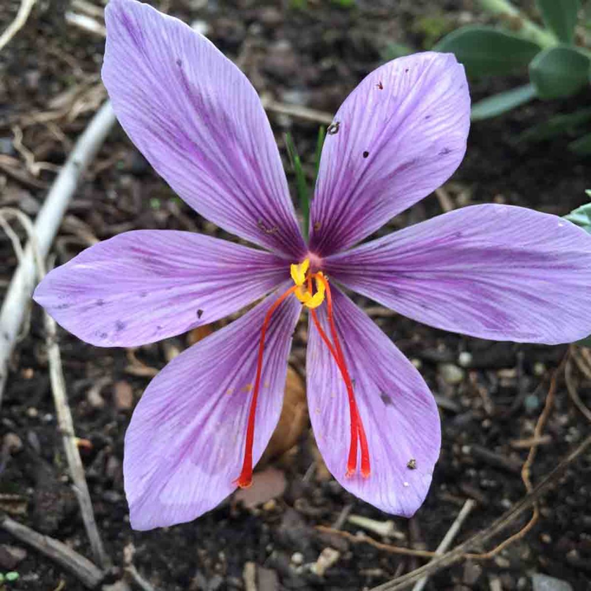 CROCUS SATIVUS – SAFRANZWIEBEL – BIO – MENGE MIT 5 ZWIEBELN