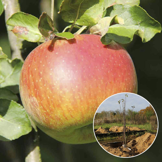 POMMIER REINE DES REINETTES AB