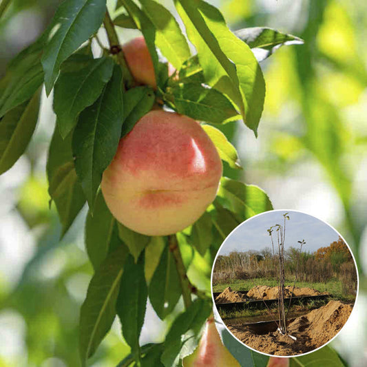 WHITE PEACH FROM AB VINE