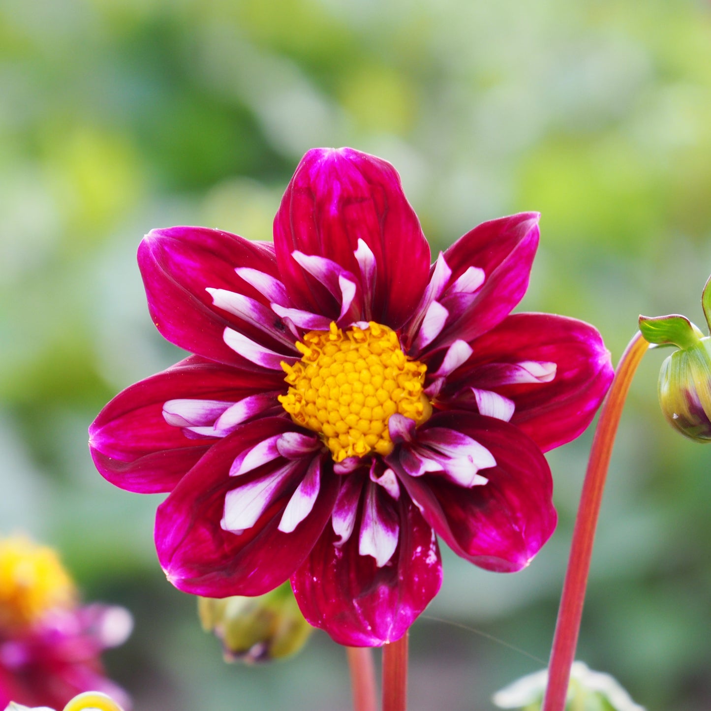 DAHLIA IMPRESSION FANTASTICO AB