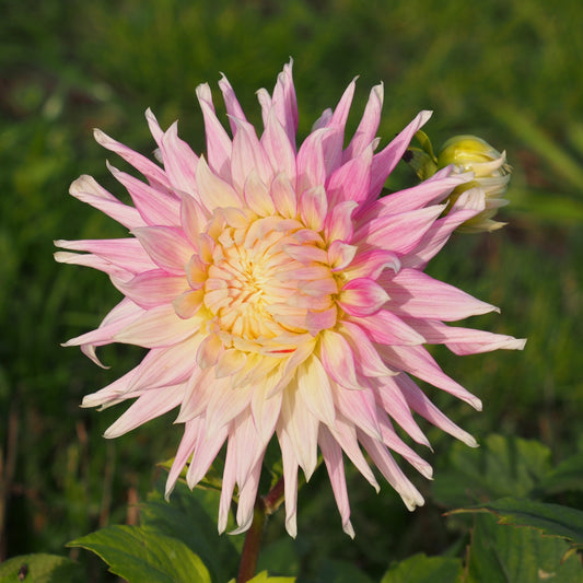 DAHLIA CACTUS KIEV AB