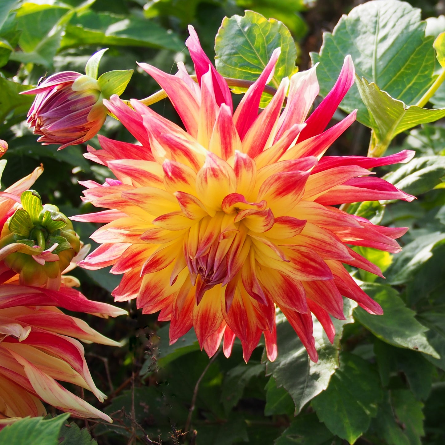 DAHLIA DECORATIF MANHATTAN ISLAND AB