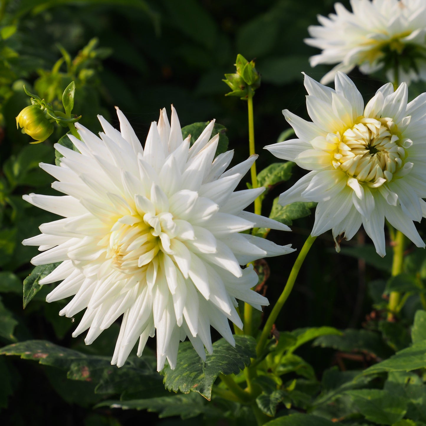 DAHLIA CACTUS MY LOVE AB