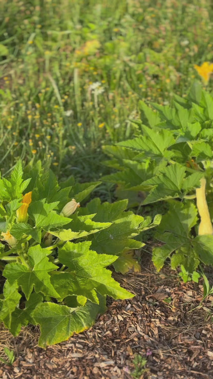 ZUCCHINI-POPCORN ODER RUGOSA FRIULANA AB