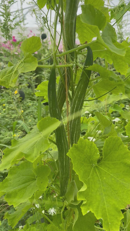 SNAKE SQUASH OR LACE FLOWERS AB